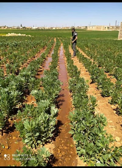 مدرسة طارق بن زياد
