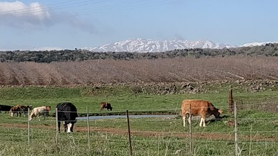 Merom Golan Center