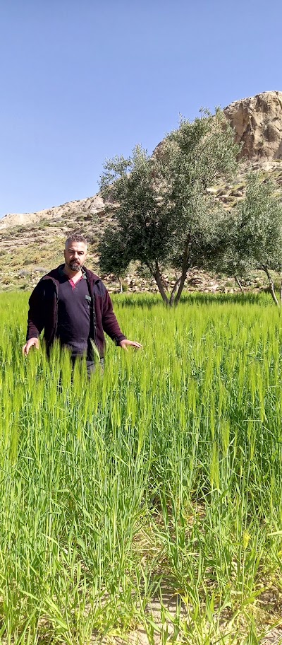 مفرق النشبة