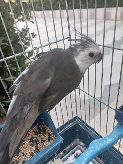 محل طيور