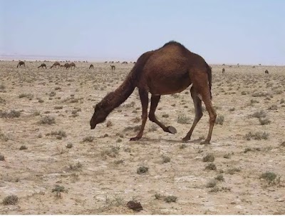 محمية التليلة