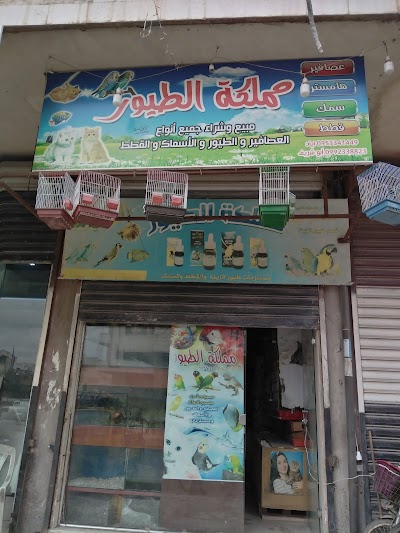 مملكة الطيور
