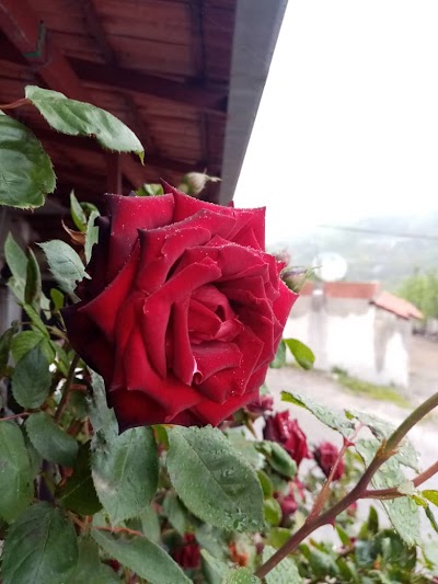 منتزه ومزرعه رأفت حمادي