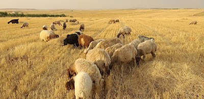 مركز العيدو للإنترنت