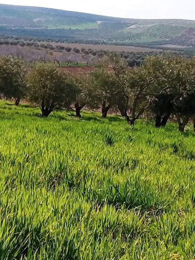 مسجد المحسنة