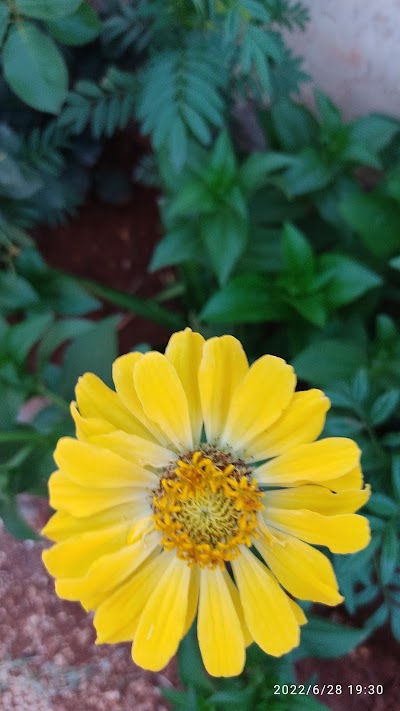 مشفى شمرين