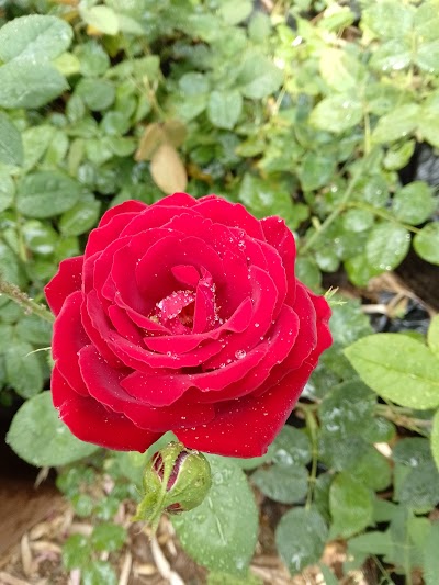 مشتل الرشيد الزراعي