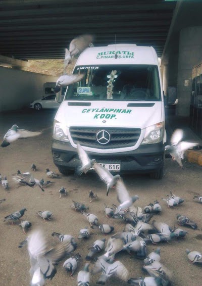 Muratli Tourism Ceylanpınar