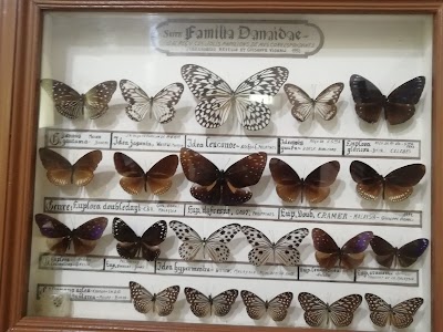 Musée : science de papillons, animaux et oiseaux