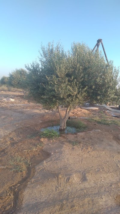 مزرعة الهنداوي