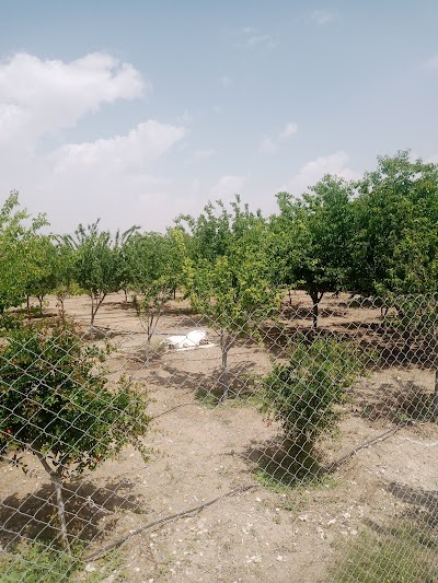مزرعة السيد راتب الدبس