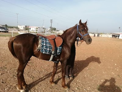 نادي ادلب العز للفروسية