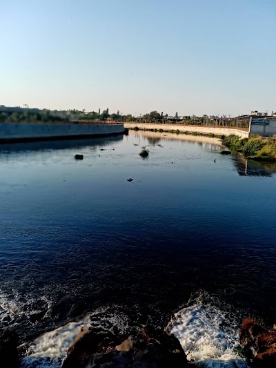 نهر العاصي