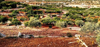 وادي العين