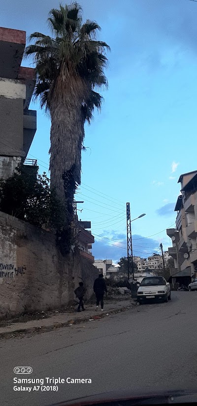 Palmtree
