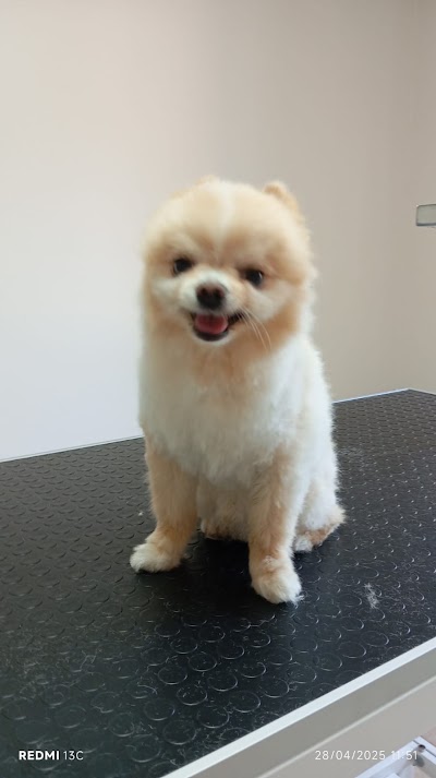 Panos arda Çapar veteriner kliniği