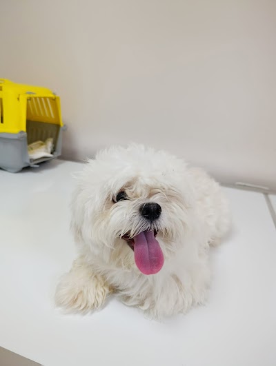 Patili Dostlar Veteriner Kliniği