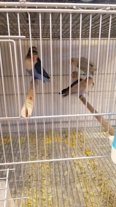 Pet Corner ركن الحيوانات الاليفة