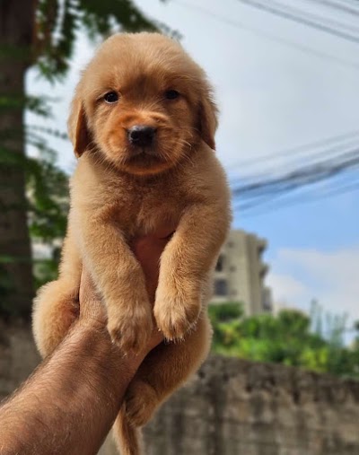 Pettypet