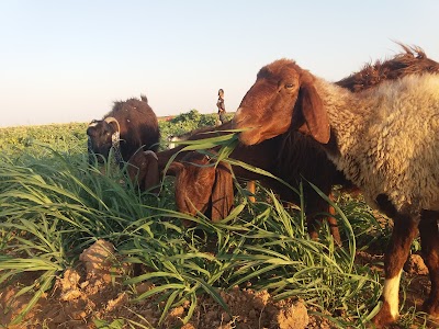 Raqqa _Tishreen