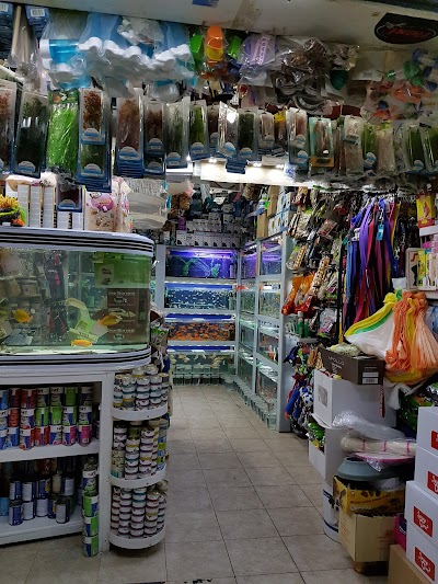 Safari animals Store Tiberias