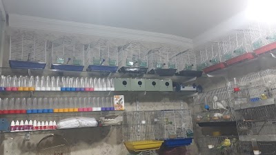 Şanlıurfa Muhabbet Kuşu Üretim