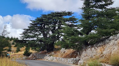 Shouf Cedars