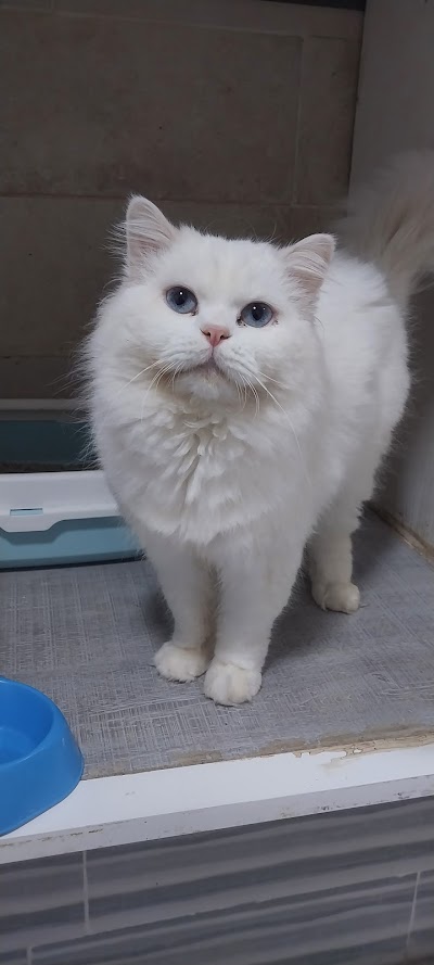 Soul Pets Clinic
