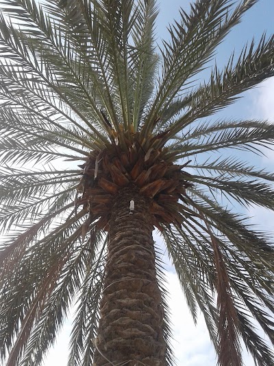 طارق بن زياد