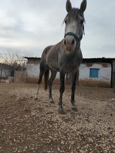 Tekinalp veteriner kliniği