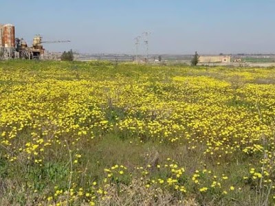 تجمع كلية الآداب بديرالزور