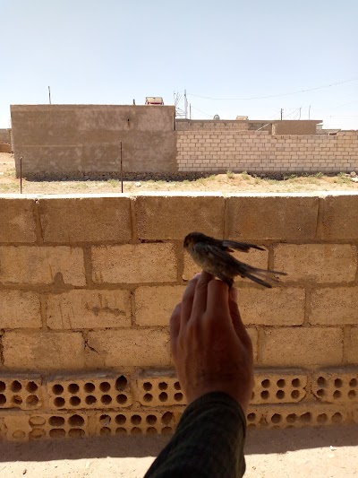 تيم الله الهمشري