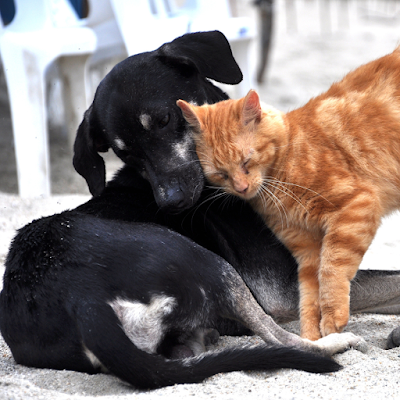 Veterinary Clinic