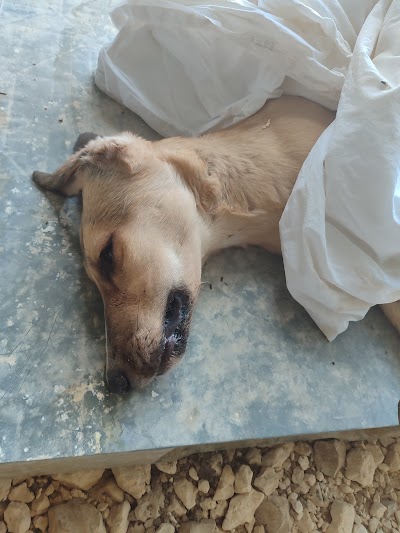 Veteriner Hekim Hakan Altun