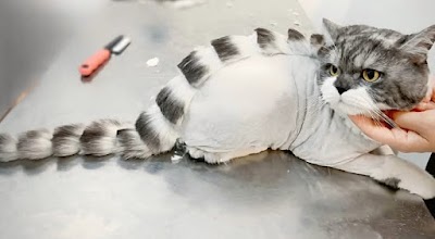 V.I.Pet Veterinary Clinic