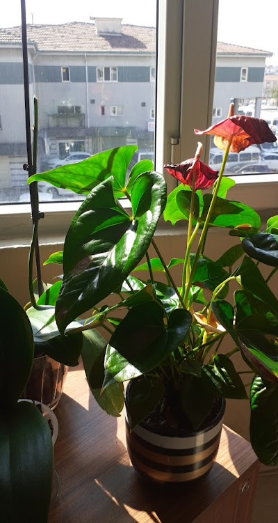 Yasemin Kocaoğlu Topal