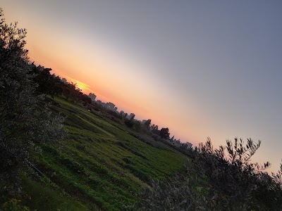 زيتونات زينب